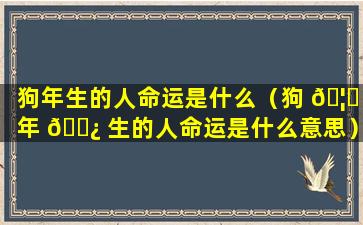 狗年生的人命运是什么（狗 🦍 年 🌿 生的人命运是什么意思）